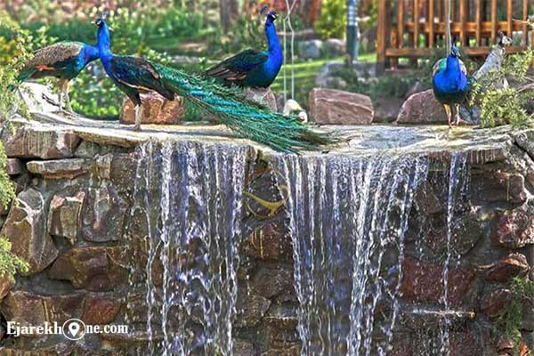 طاووس در باغ پرندگان تهران