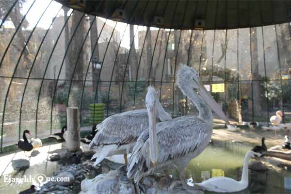 موزه حیات وحش و آثار طبیعی هفت چنار-اجاره خونه:سوئیت مبله تهران